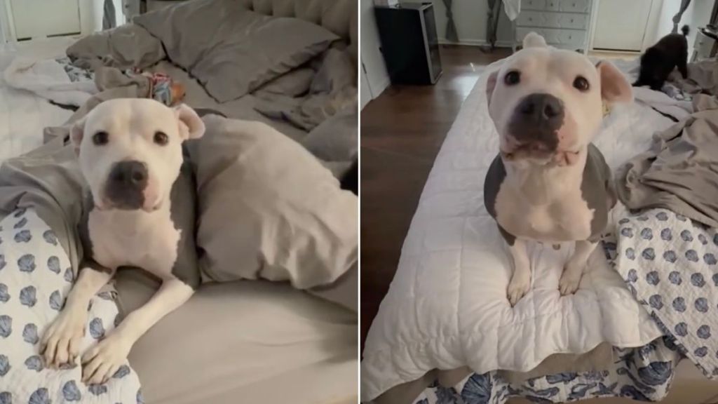 Mama Foster Dog’s Babies Get Adopted, So She’s Now Ready for Her Own Happy Ending
