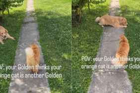 Dog Fully Believes Cat Is Just Another Golden Retriever Sibling