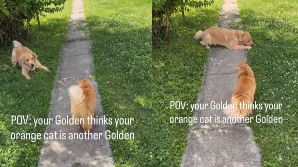 Dog Fully Believes Cat Is Just Another Golden Retriever Sibling
