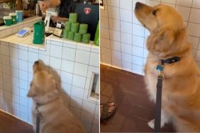 Locals Make Golden Retriever Feel Celebrated on His 3rd Birthday