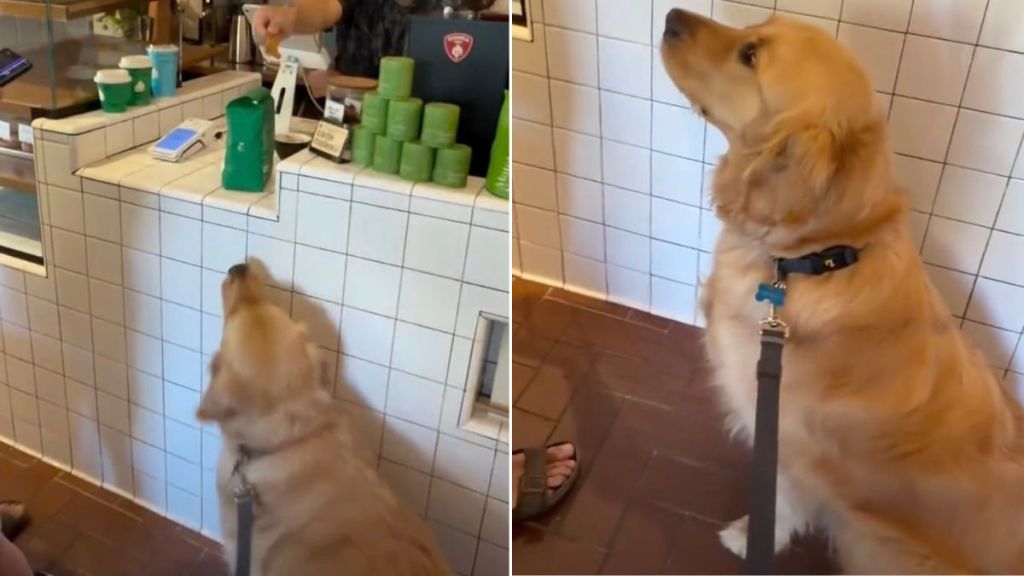 Locals Make Golden Retriever Feel Celebrated on His 3rd Birthday