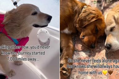 Golden Retriever’s Rescue Story Began a World Away but Every Step Was One Closer to Home