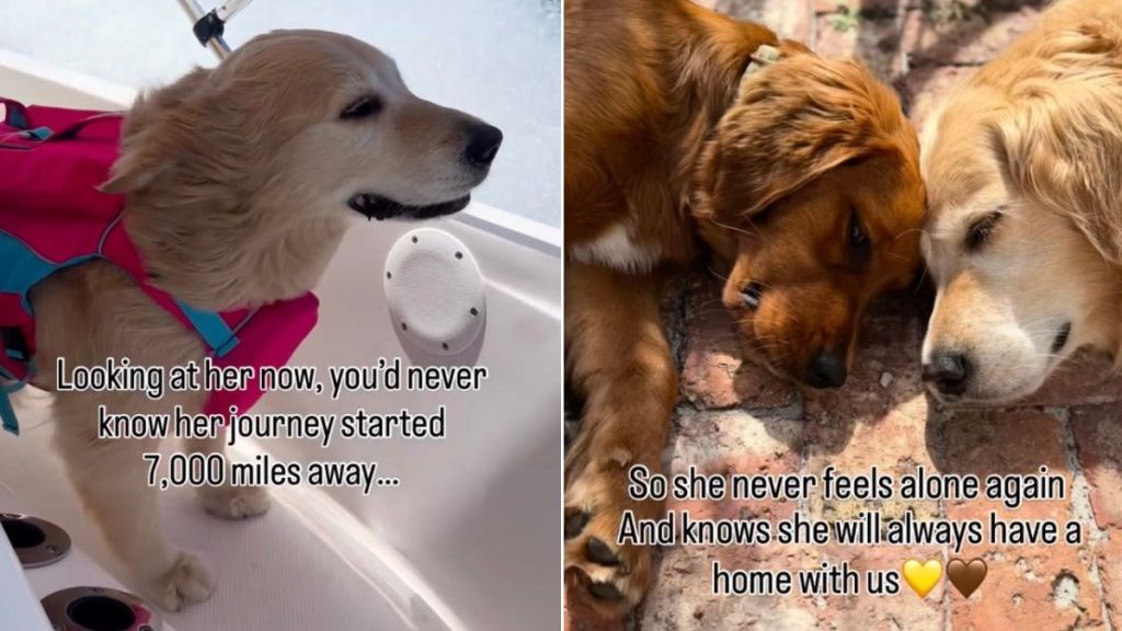 Golden Retriever’s Rescue Story Began a World Away but Every Step Was One Closer to Home