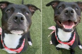 Shelter Dog Spends Her Precious Days in a Kennel Instead of a Home Is Still up for Adoption