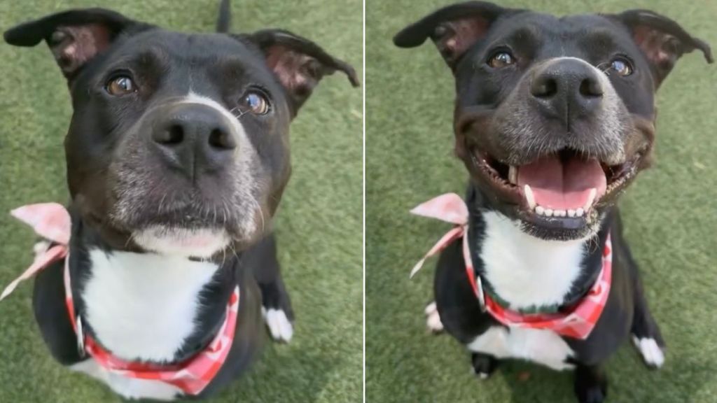 Shelter Dog Spends Her Precious Days in a Kennel Instead of a Home Is Still up for Adoption