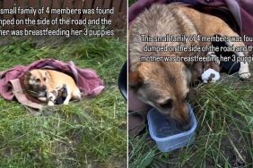 Mama Dog & Her Babies Were Dumped Outside With Just a Blanket for Shelter, Until Rescue Came