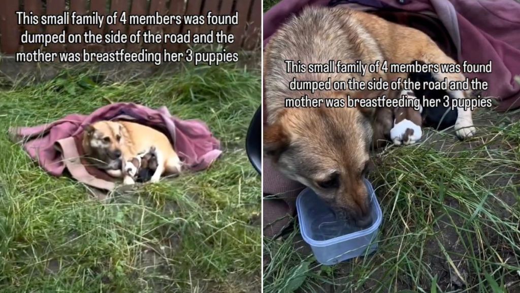 Mama Dog & Her Babies Were Dumped Outside With Just a Blanket for Shelter, Until Rescue Came