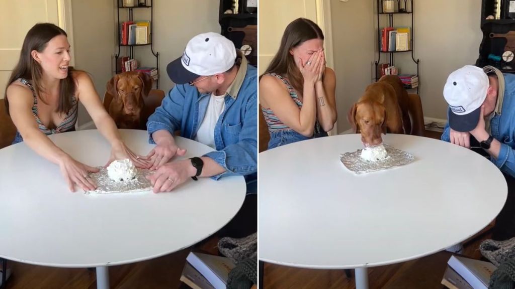 Dog Helps First Time Parents-To-Be With the Most Intimate Gender Reveal