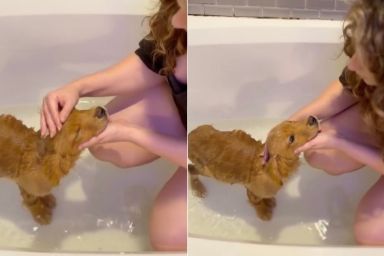 ‘Neglected’ Puppy Dumped Alone on the Streets Washes Away Sad Past With First Bath