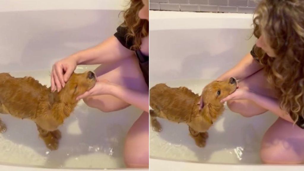 ‘Neglected’ Puppy Dumped Alone on the Streets Washes Away Sad Past With First Bath