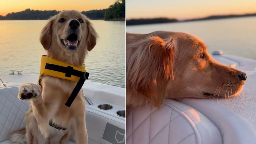 Golden Retriever Puppy Experiences First Sunrise With Dad & It Couldn’t Be Sweeter
