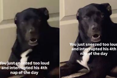 Labrador Judges Owner Hard for Interrupting His Fourth Nap With Loud Sneeze