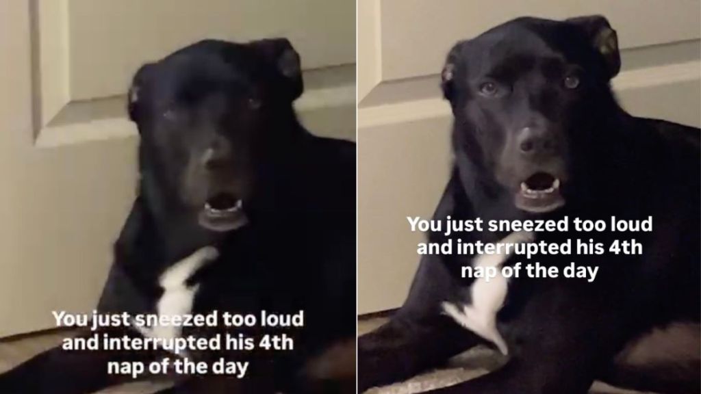Labrador Judges Owner Hard for Interrupting His Fourth Nap With Loud Sneeze