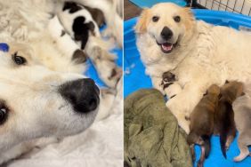 Mama Shelter Dog Seen as ‘Mean’ Was Really Just ‘Scared’ & ‘Protective’ of Her Babies
