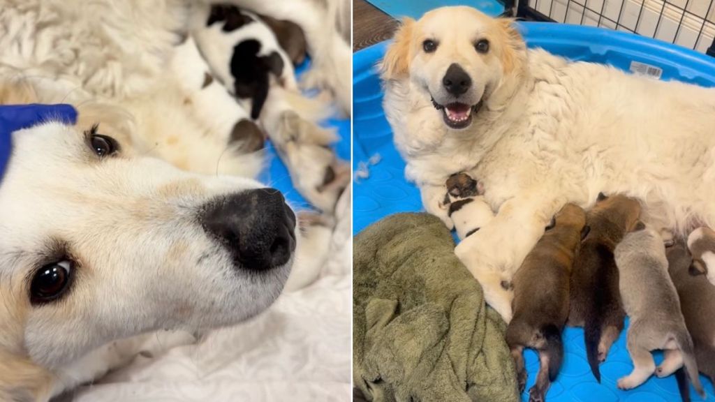 Mama Shelter Dog Seen as ‘Mean’ Was Really Just ‘Scared’ & ‘Protective’ of Her Babies