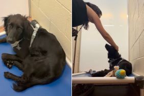 Shelter Dog in Need of Extra Love Looks Back Longingly When the Kennel Door Shuts