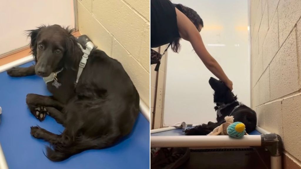 Shelter Dog in Need of Extra Love Looks Back Longingly When the Kennel Door Shuts