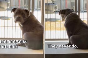 Shelter Dog Watches People Walk by From Kennel, Hoping Someone Will Finally Stop