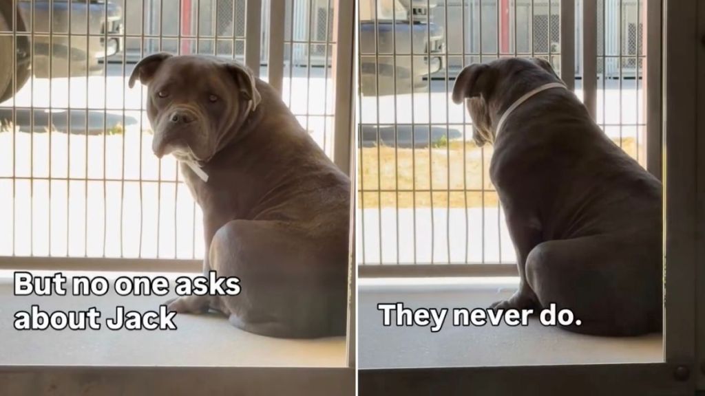 Shelter Dog Watches People Walk by From Kennel, Hoping Someone Will Finally Stop