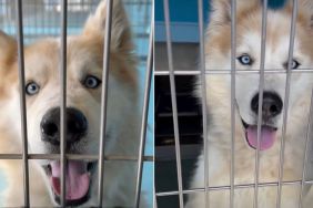 Husky Surrendered by Family After 7 Years Desperately Awaits a New Home