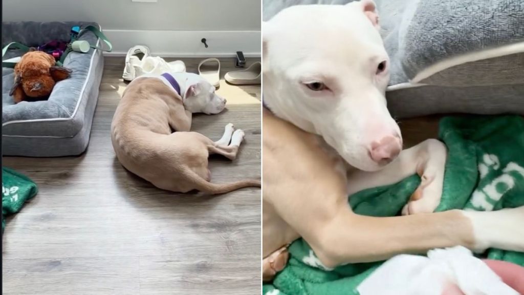 Husky Surrendered by Family After 7 Years Desperately Awaits a New Home