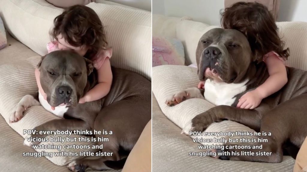 Bully Branded ‘Vicious’ Is Just a Baby Watching Cartoons With Little Sister