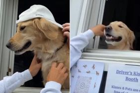 This Golden Retriever Has His Own Kissing Booth & His Kisses Are Free of Cost