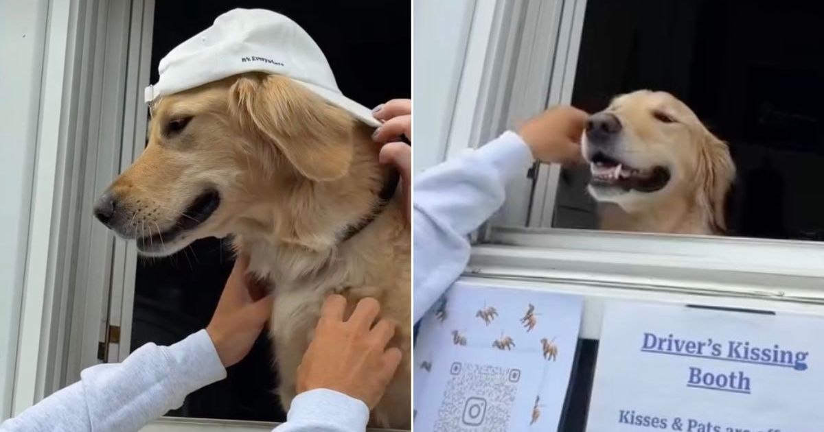 This Golden Retriever Has His Own Kissing Booth & His Kisses Are Free of Cost
