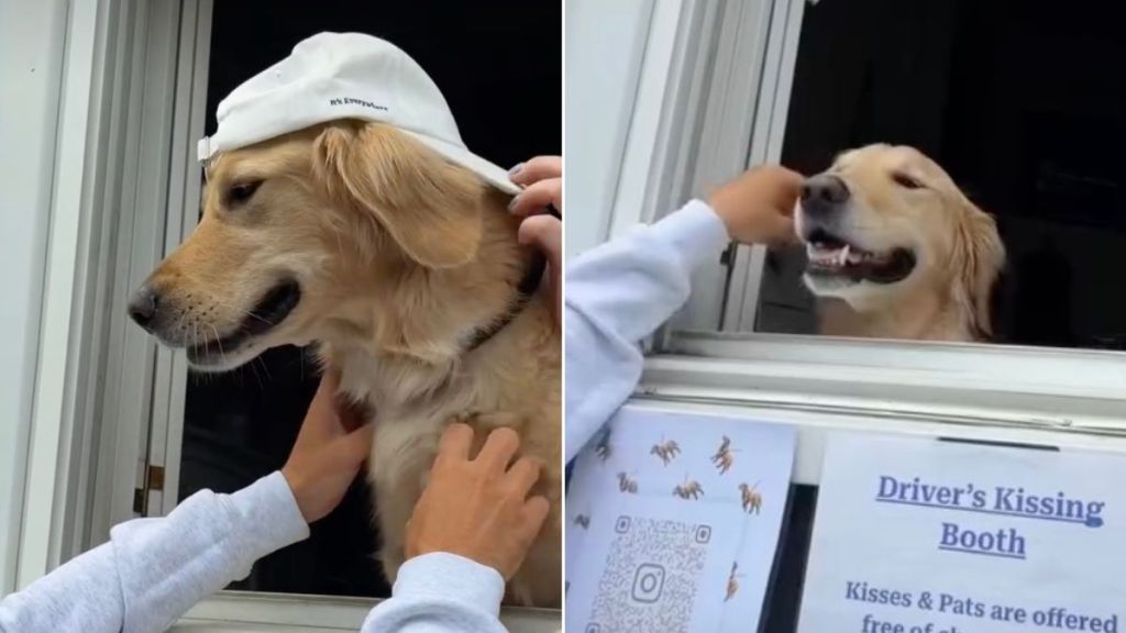 This Golden Retriever Has His Own Kissing Booth & His Kisses Are Free of Cost