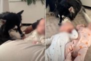 Husky Waits for Babies To Like Him Until One Day It All Changes