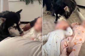 Husky Waits for Babies To Like Him Until One Day It All Changes