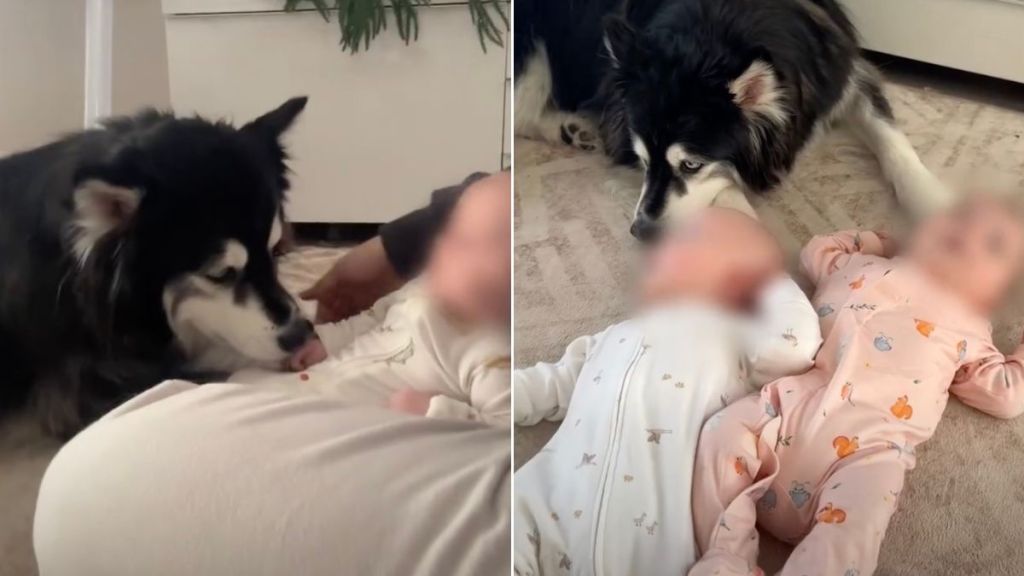Husky Waits for Babies To Like Him Until One Day It All Changes