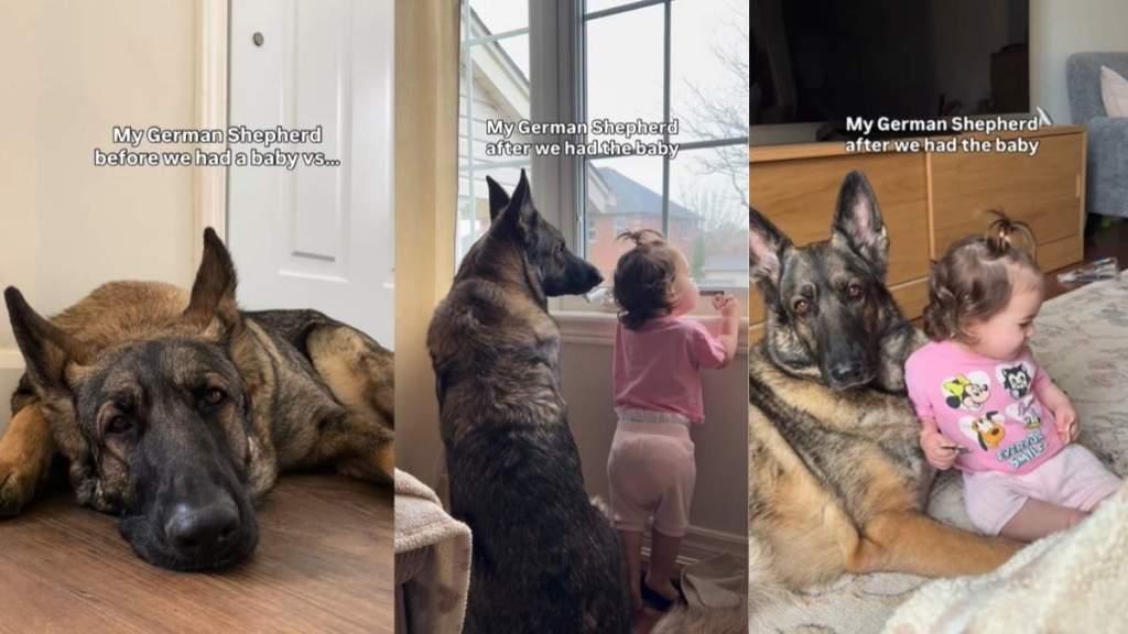 Big Dog Can’t Imagine Life Without Little Girl & She Loves Every Minute of It