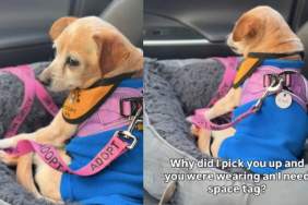 Foster Dog Is a ‘Diva’ When Human Takes Her Home & Internet Is Here for It