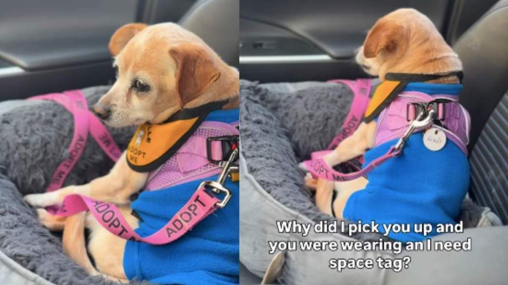 Foster Dog Is a ‘Diva’ When Human Takes Her Home & Internet Is Here for It