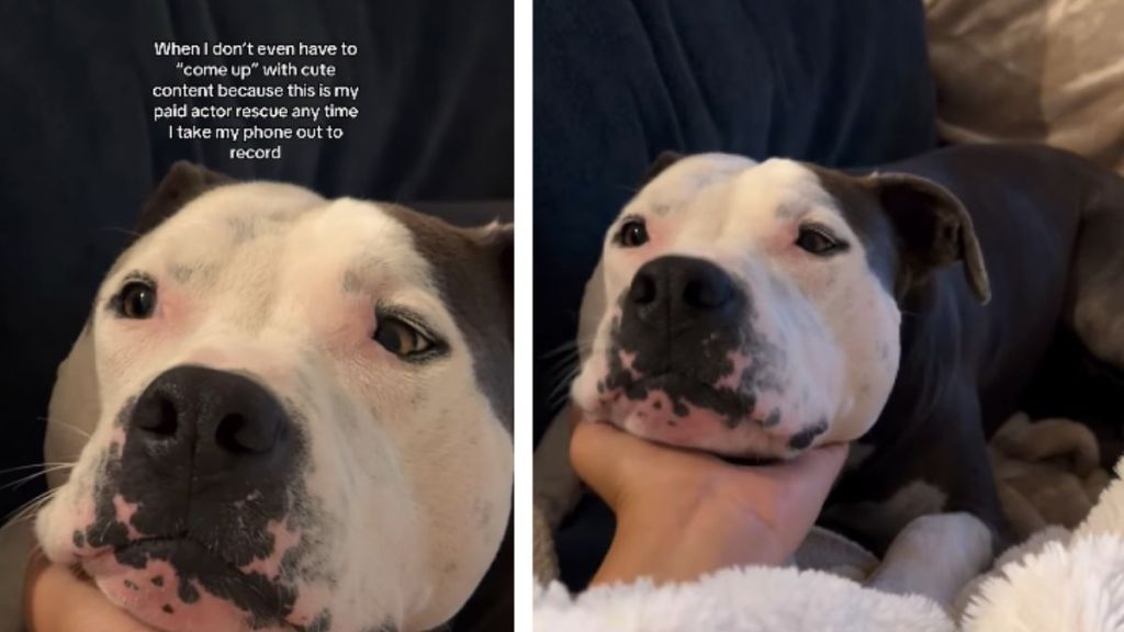 Rescue Dog Always Knows Just How To Help When Mom Needs ‘Cute’ Content