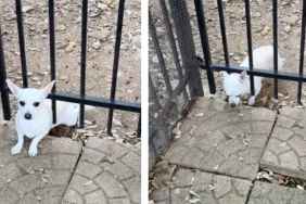 Rescue Dog Plots an Escape Plan Before Hilariously Getting Caught
