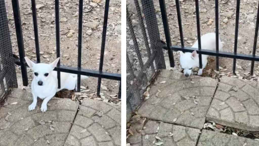 Rescue Dog Plots an Escape Plan Before Hilariously Getting Caught