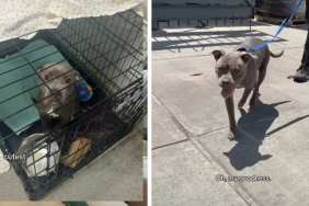 Anxious Rescue Mama Dog Finds Comfort After Moving Into New Home