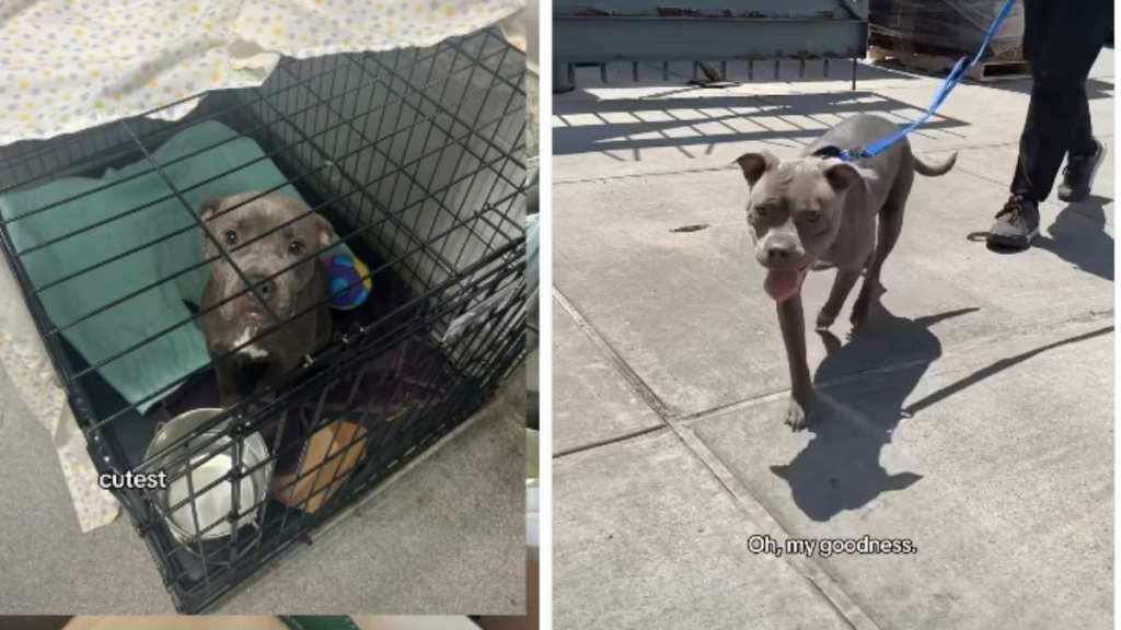 Anxious Rescue Mama Dog Finds Comfort After Moving Into New Home