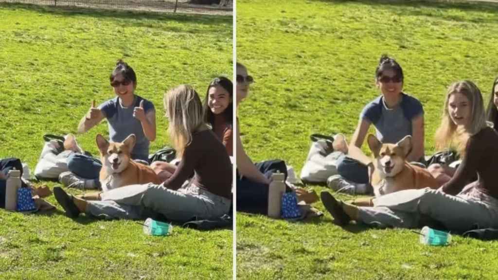 Corgi Finds His Popularity as 'Ladies Man' & Nothing Can Stop Him Now