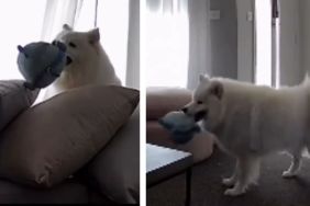 Dog’s Home-Alone Routine Looks More Like an Entertainment TV Show