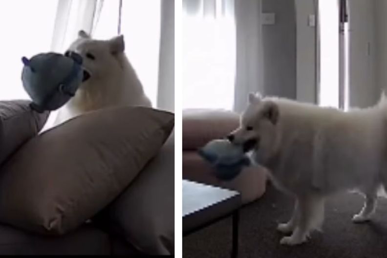 Dog’s Home-Alone Routine Looks More Like an Entertainment TV Show