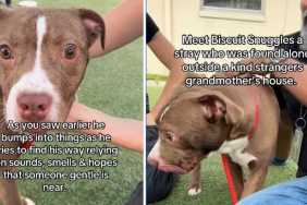 Blind Shelter Puppy Keeps Searching for Love & Colors in a World He Can’t See