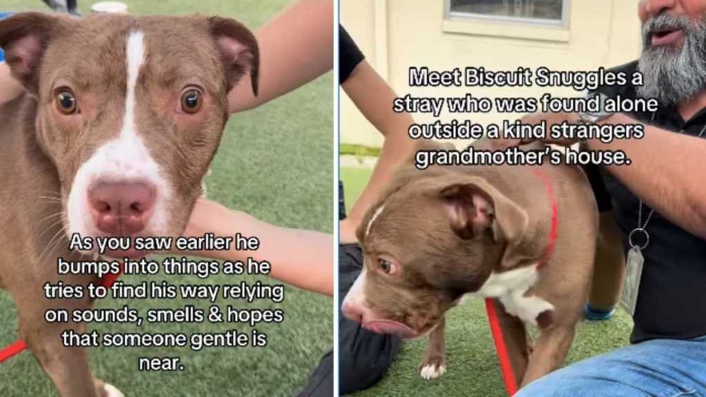 Blind Shelter Puppy Keeps Searching for Love & Colors in a World He Can’t See