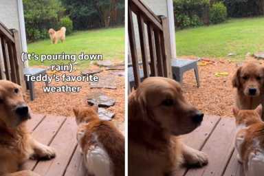 Golden Retriever Is Not Impressed by Furry Sibling’s Rainy Day Antics