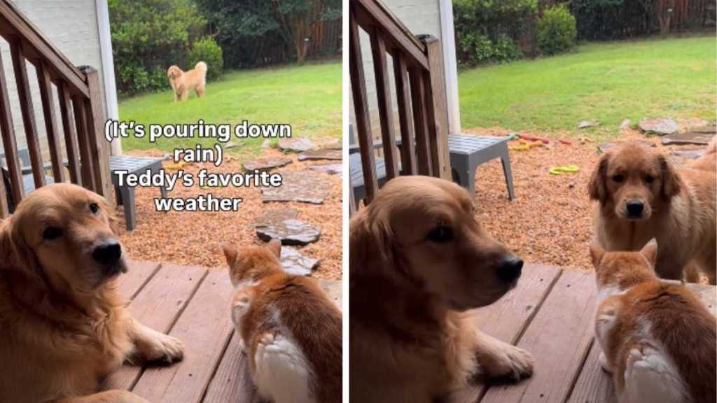Golden Retriever Is Not Impressed by Furry Sibling’s Rainy Day Antics