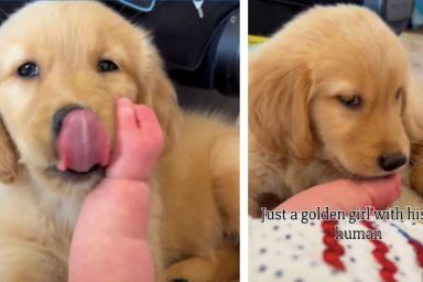 Golden Retriever Puppy’s Kisses for Little Baby Is Like the Start of a Fairytale