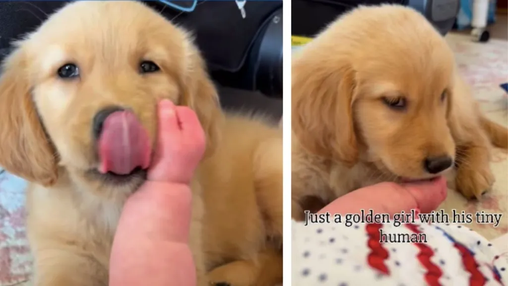 Golden Retriever Puppy’s Kisses for Little Baby Is Like the Start of a Fairytale