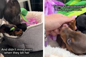 Rescue Dog Didn’t Get to Keep Her Own Babies, but She Never Stopped Being a Mother
